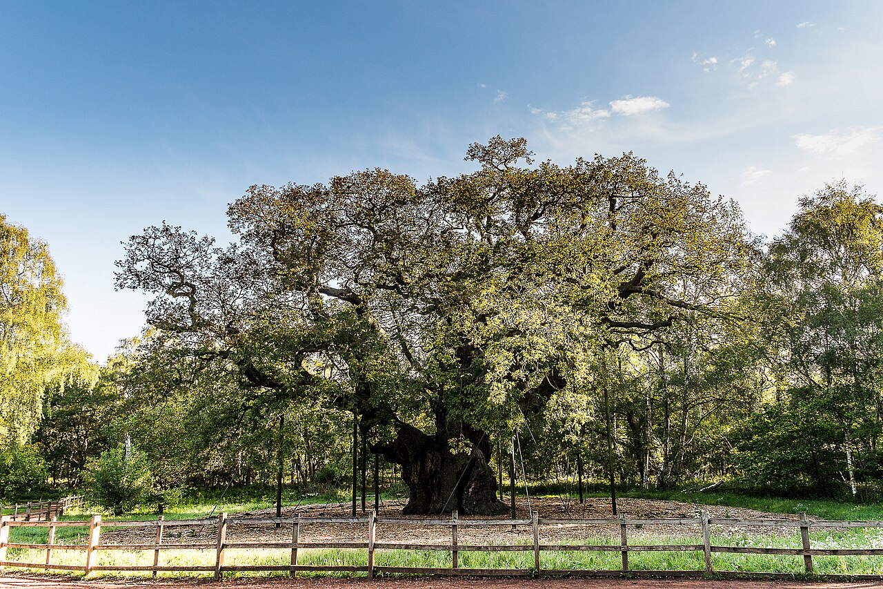 Floresta de Sherwood, cenario da lenda de Robin Hood