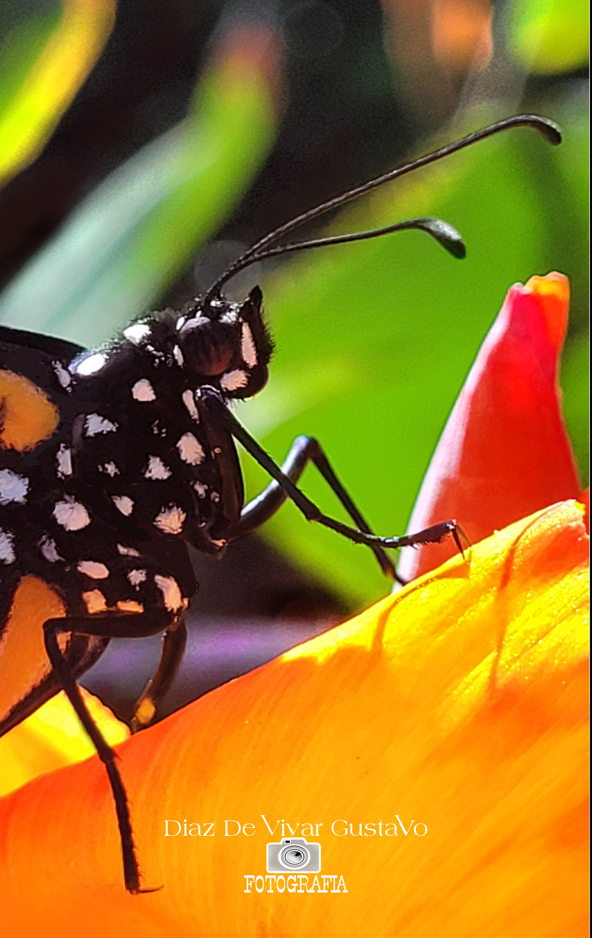 Monarca en otoño - monarch in autumn